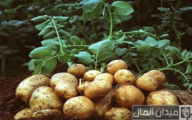 مواعيد زراعة محصول البطاطس وكمية التقاوى للفدان