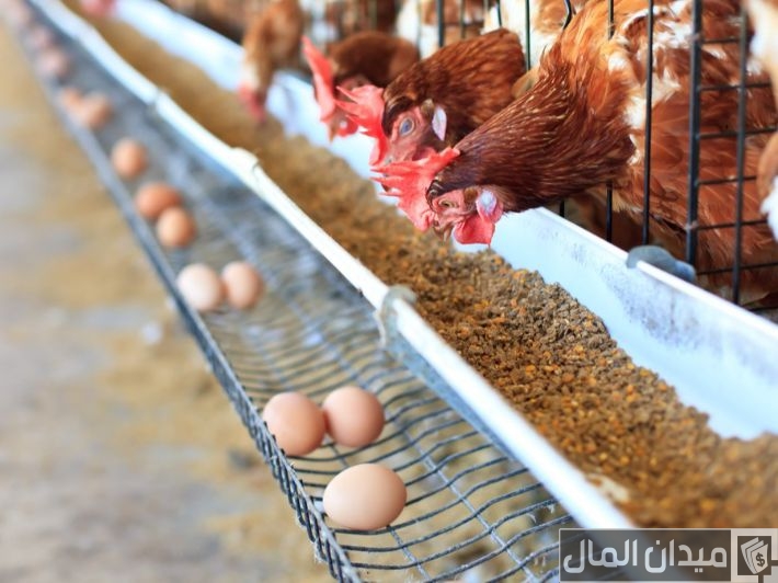 هل الحلبة تزيد إنتاج البيض عند الدجاج