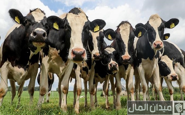 هل مشروع تسمين العجول مربح