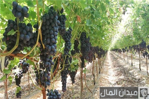 زراعة العنب في الأراضي الصحراوية