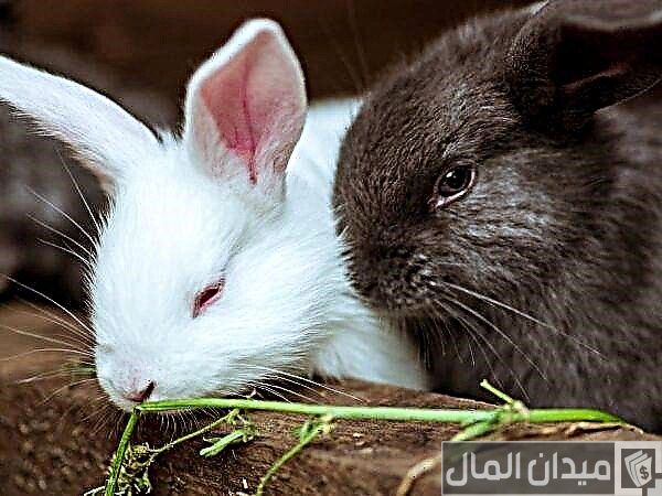 عناوين أماكن بيع سلالات الأرانب في مصر