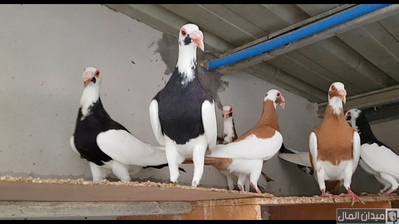 أحسن أنواع الحمام في العالم بالصور