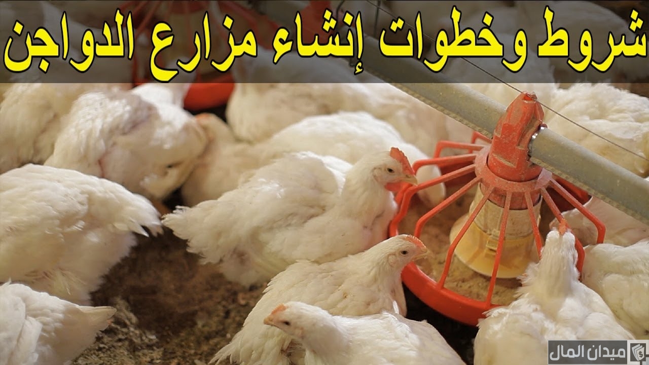 شروط بناء مزرعة دواجن على أرض زراعية والاوراق المطلوبة للترخيص