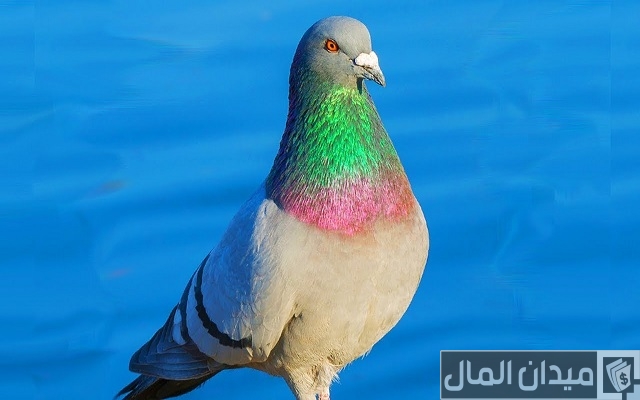 أحسن أنواع الحمام للتربية