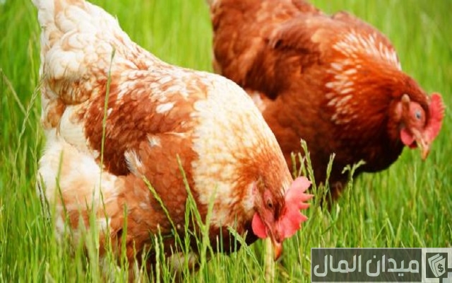 أسرار ونصائح تربية الدجاج البلدي