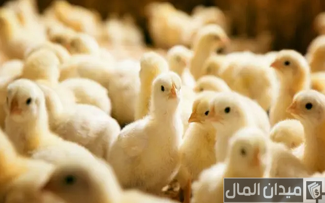 أحسن أنواع الكتكوت الأبيض
