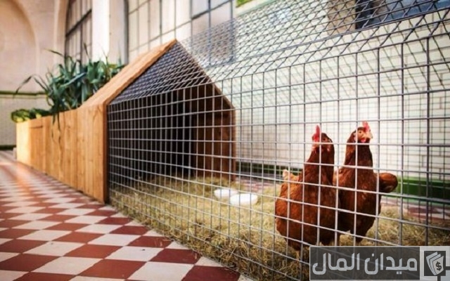 أفكار مشاريع فلاحية مربحة في الجزائر ناجحة