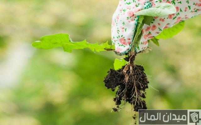 أنواع أمراض أعفان الجذور وأحسن العلاجات والمبيدات