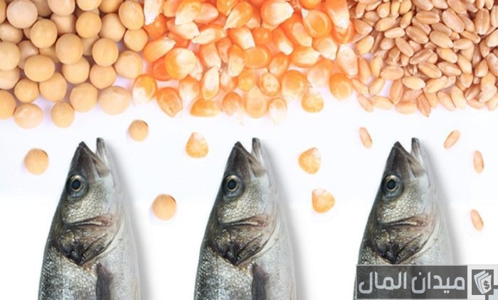 أنواع علف الاسماك ومكوناته