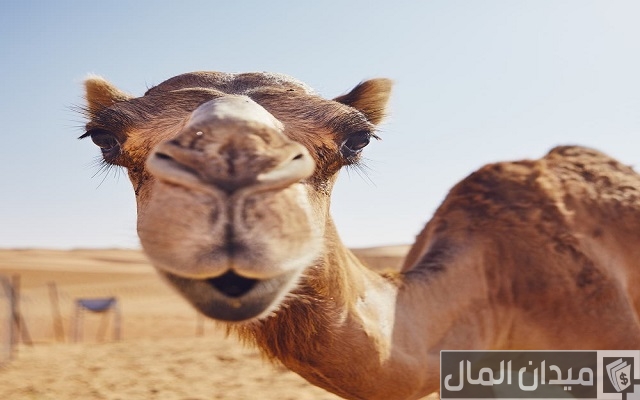 أين يعيش الجمل وماذا يأكل
