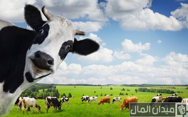 تربية الأبقار الحلوب في السودان
