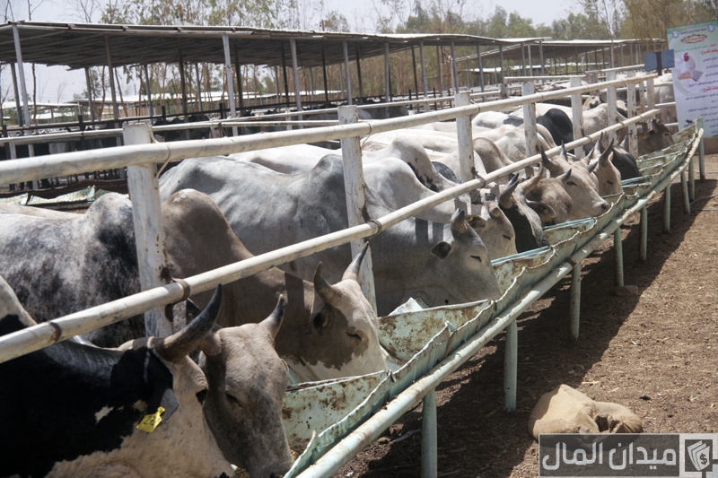 تكلفة انشاء مزرعة تسمين العجول بالكامل