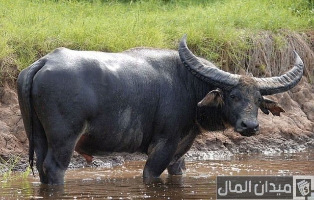 أحسن وأجود أنواع الجاموس الحلاب في مصر