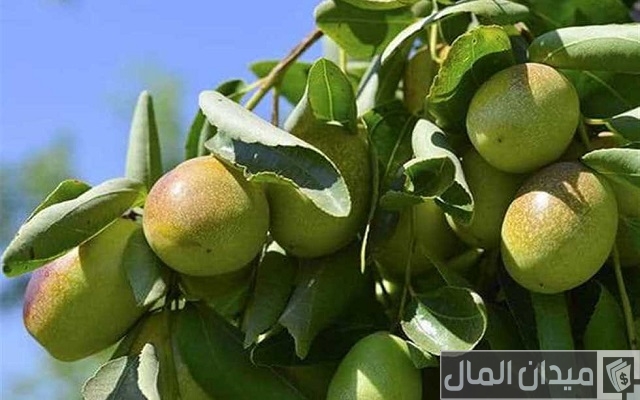 دراسة جدوى زراعة الجوجوبا