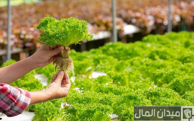 دراسة جدوى مشاريع زراعية متميزة وحديثة