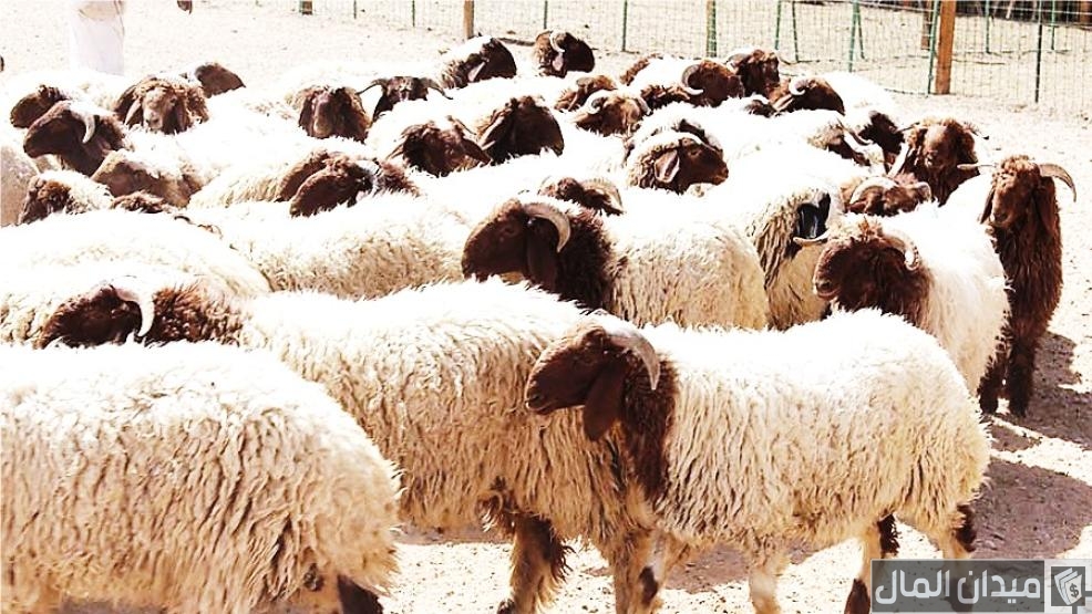 دراسة جدوى مشروع تربية الأغنام في المغرب