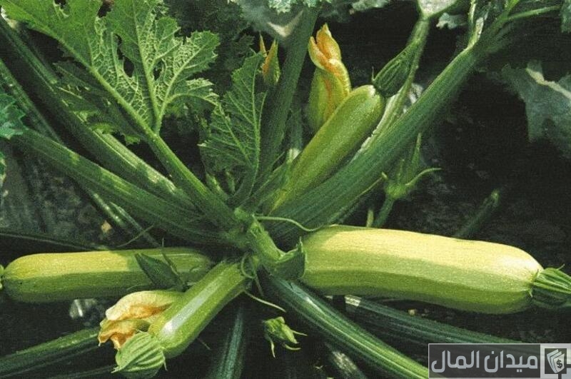 خطوات ومواعيد زراعة الكوسة في البيوت المحمية