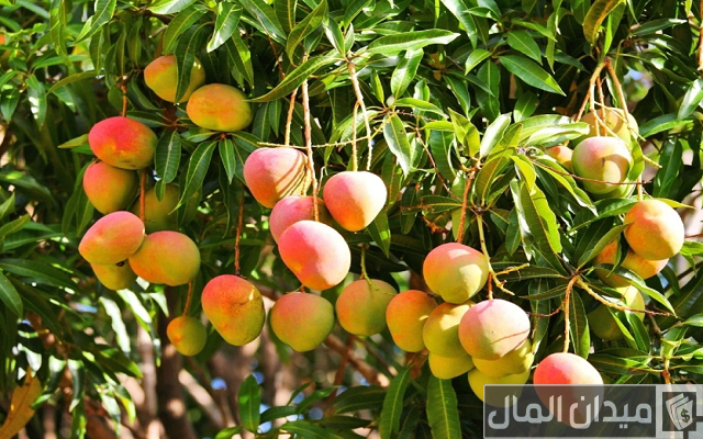 زراعة المانجو من الألف للياء