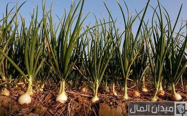 نصائح زراعة البصل فى مصر ومواعيد الزراعة