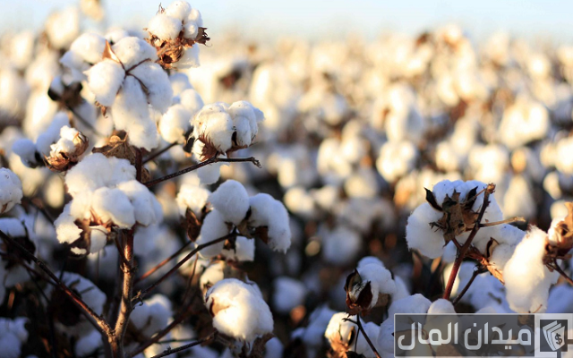أسماء أكبر الدول المنتجة للقطن في العالم