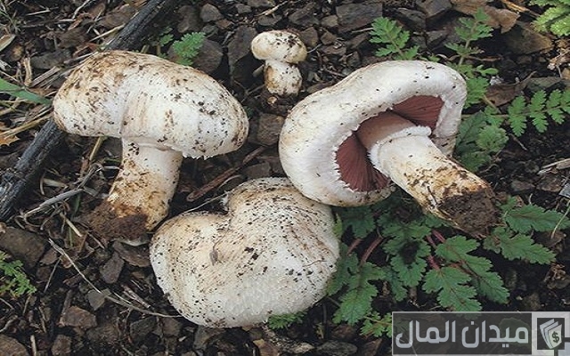 أفكار مشاريع زراعية صغيرة ناجحة مربحة