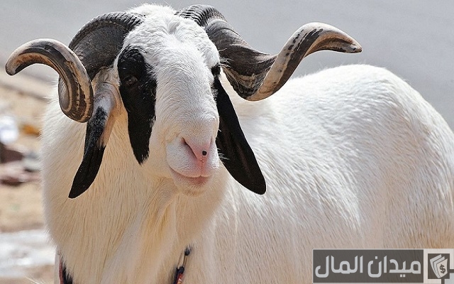 قائمة مكونات علف تسمين الأغنام