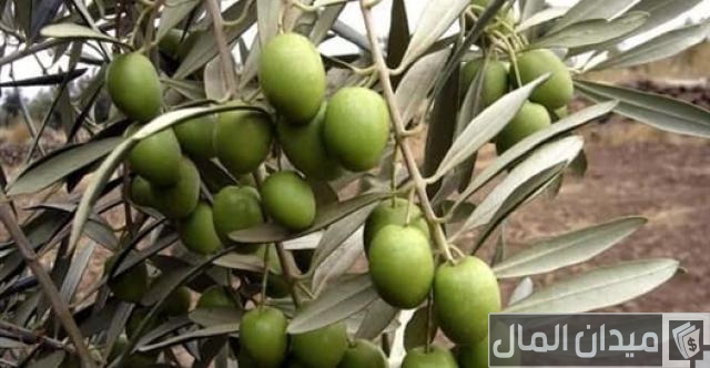 متوسط إنتاج فدان الزيتون في مصر وخطوات حساب الأرباح