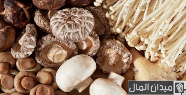 زراعة المشروم في المنزل في زجاجات بلاستيك