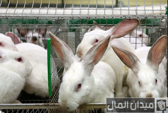 نصائح تربية الأرانب في الأقفاص