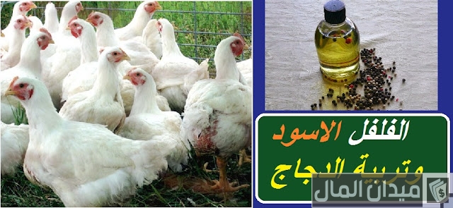 فوائد الفلفل للدجاج