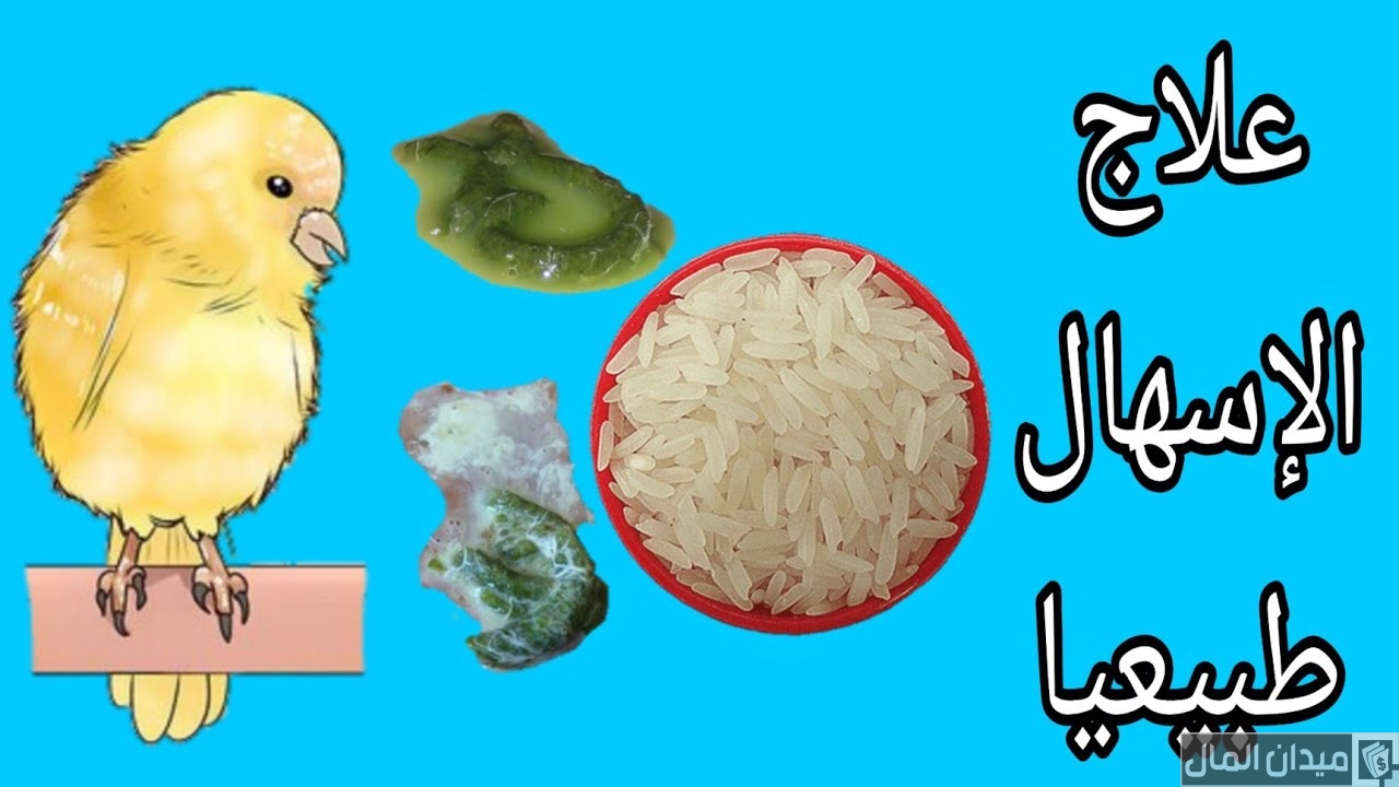 علاج الإسهال البني عند الفراخ البيضاء بالأدوية والأعشاب
