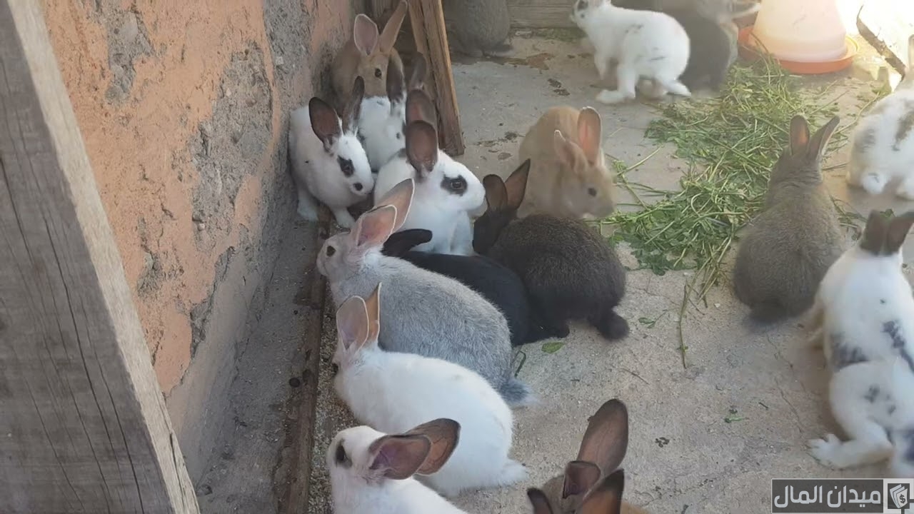 تربية الأرانب على البلاط أو الأرض