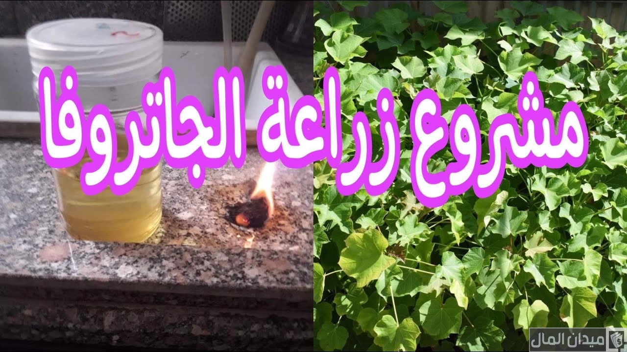 دراسة جدوى زراعة الجاتروفا وأرباح المشروع