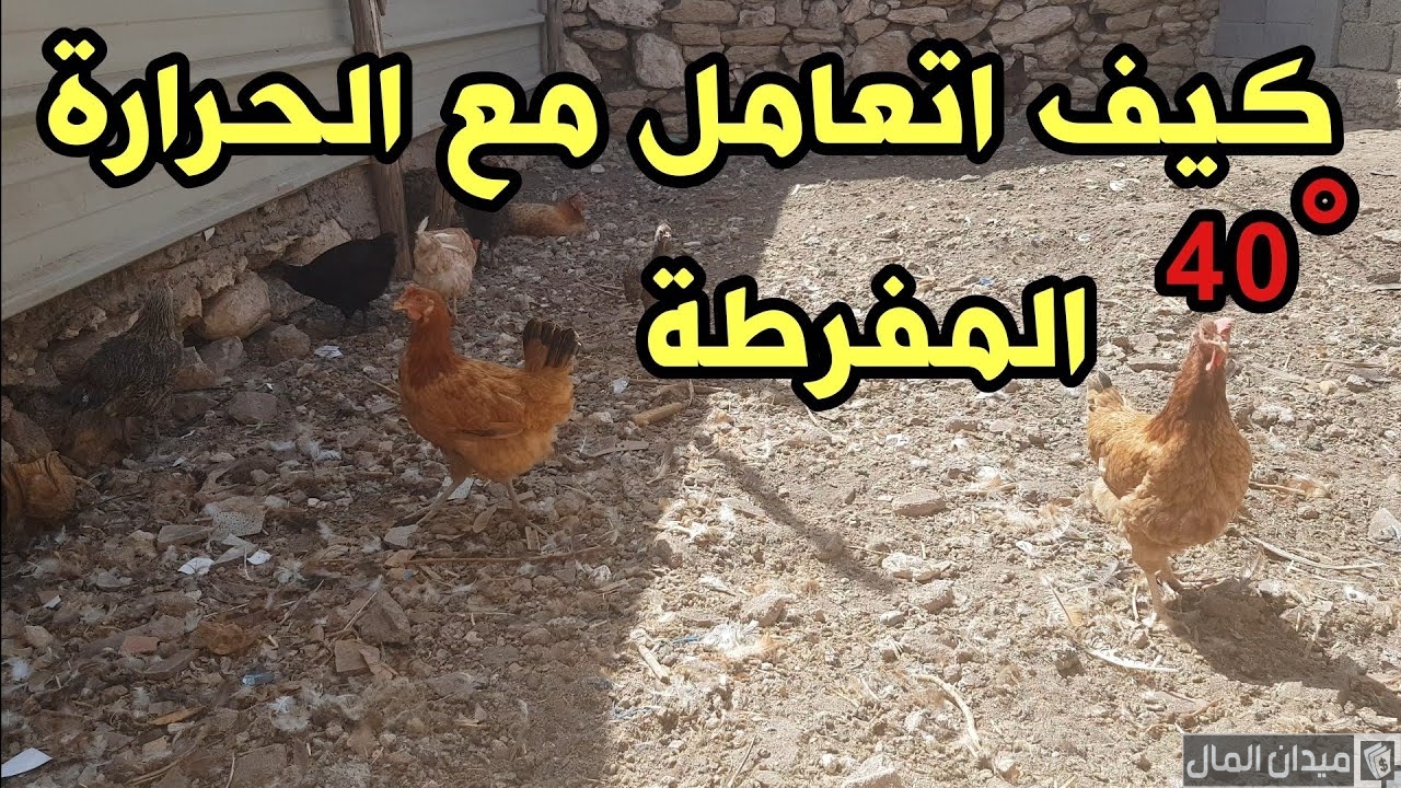 مشكلة ارتفاع درجة الحرارة عند الدجاج وطرق علاجها