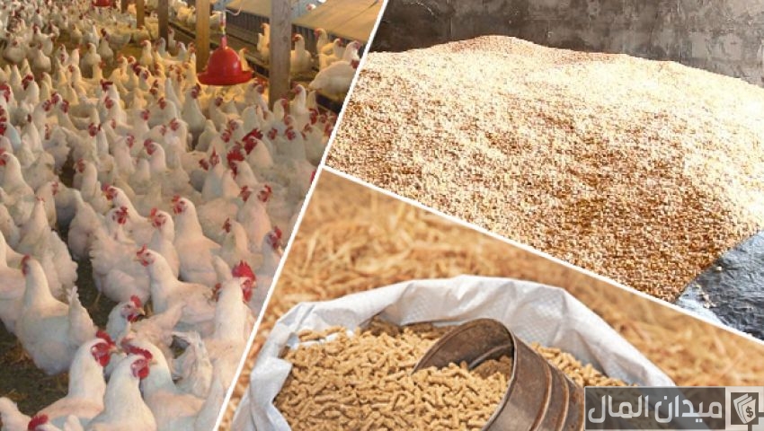 خطوات عمل وصنع علف الدواجن في المنزل