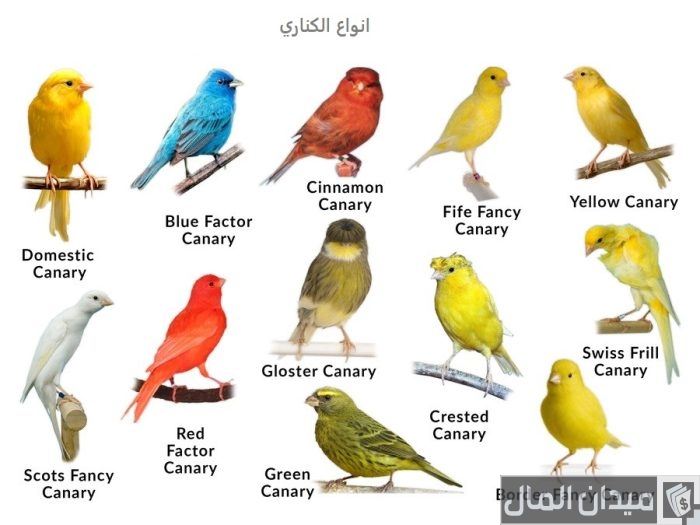 أنواع الكناري واسمائها بالصور