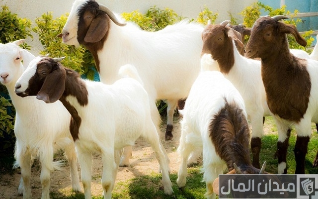 أماكن بيع سلالات الأغنام والماعز في مصر