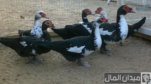 نصائح تربية وتسمين البط السوداني في المنزل