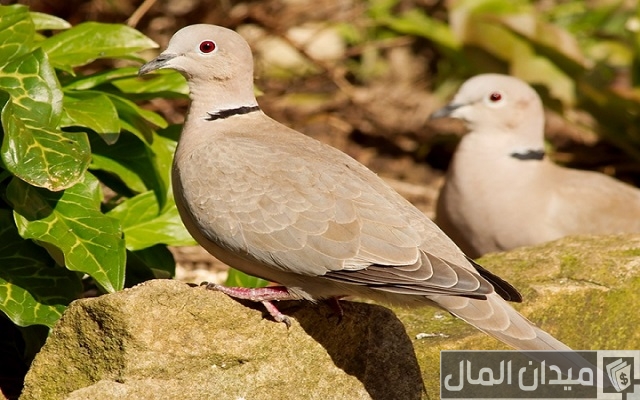 فوائد واضرار تربية اليمام في البيت