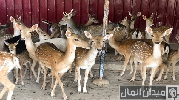 دراسة جدوى تربية وبيع الغزلان وأرباح المشروع