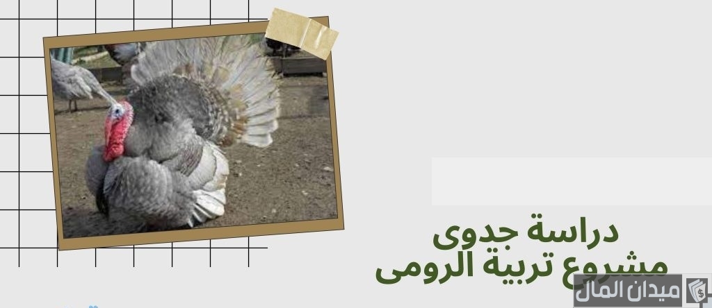 دراسة جدوى مشروع تربية الرومي في مصر وأرباح المشروع