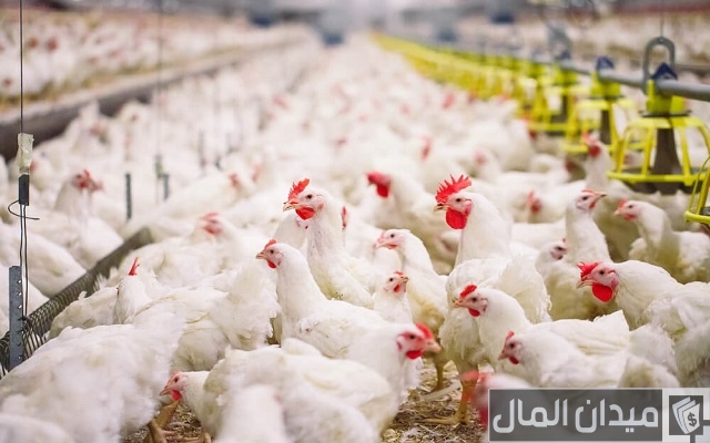 دراسة جدوى مشروع دواجن السعودية