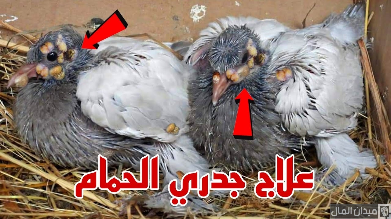 دواء بشري لعلاج جدري الحمام