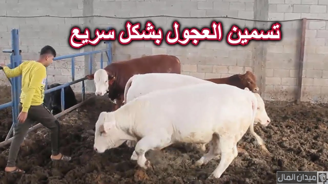 تسمين العجول البقري والجاموسي