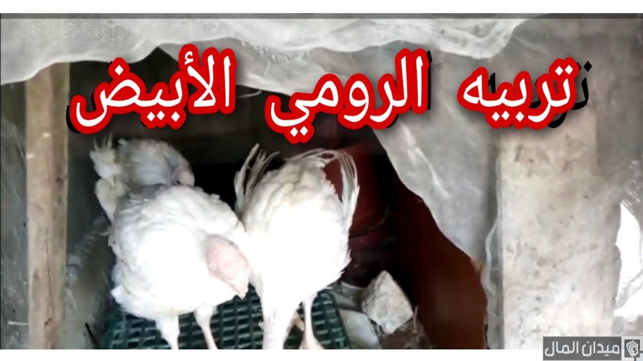 دراسة جدوى مشروع تربية الرومي الأبيض في المنزل
