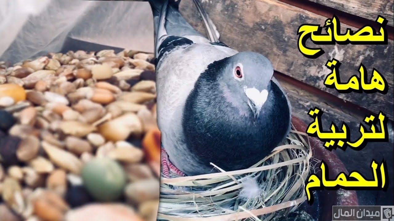 تربية الحمام للمبتدئين
