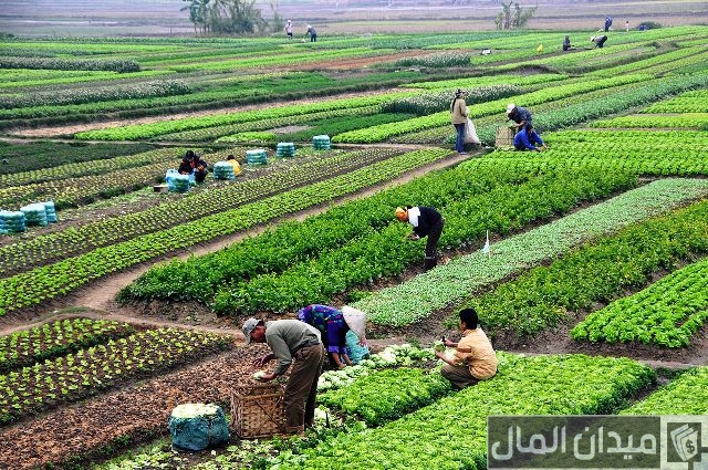 مشروع زراعي في سوريا مضمون ومربحة جدًا