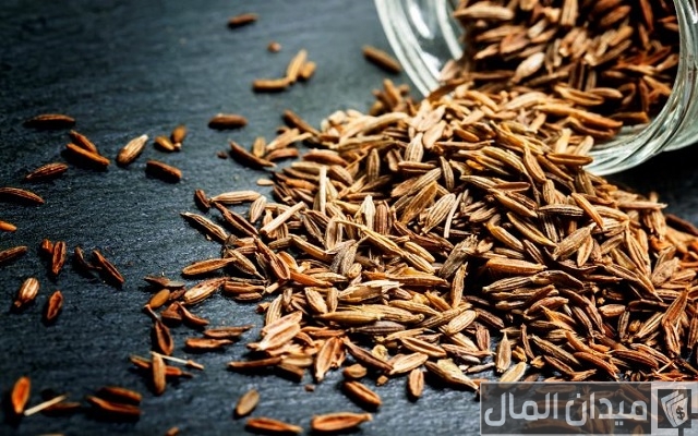 دراسة جدوى زراعة الكمون وأرباح المشروع