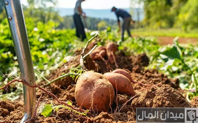 دراسة جدوى زراعة فدان بطاطس وأصناف البطاطس وأرباح المشروع