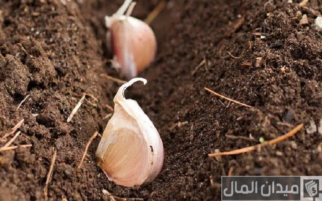 دراسة جدوى زراعة فدان ثوم وأرباح الفدان